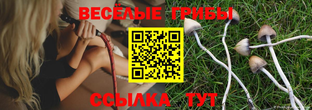 как найти закладки  Вход с VPN  Камышин  Галлюциногенные грибы MAGIC MUSHROOMS 